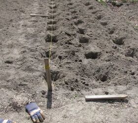 Save some money at the grocery store by planting this easy-to-grow veggie at home