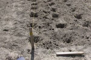 Save some money at the grocery store by planting this easy-to-grow veggie at home