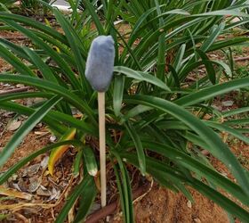 Irish Spring soap in the garden: Hang it up and let the smell do the work