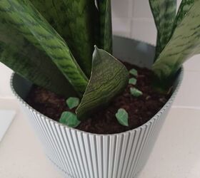 Place Irish Spring soap in your plant pots to deter fungus gnats and curious pets