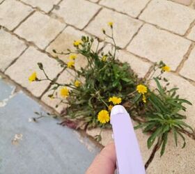Spot-treating weeds with homemade spray