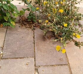 Eco-conscious gardening tip using household items