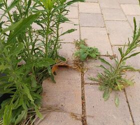Get rid of weeds the natural way with rubbing alcohol and Dawn