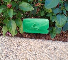 The Weird But Genius Way to Use Irish Spring Soap for Bugs