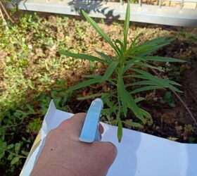Spraying the vinegar solution directly onto weeds in the garden.