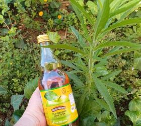 Apple Cider Vinegar Weed Killer: The Best Natural Remedy