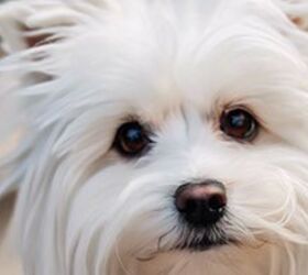 Top U.S. Vet Reveals The Worst Dog Food You Can Buy