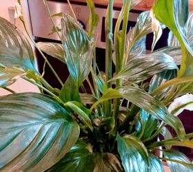 She spills the secret on what she uses to keep her peace lilies alive all season long