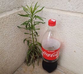How to Make Coca Cola Weed Killer: A Surprising Garden Hack