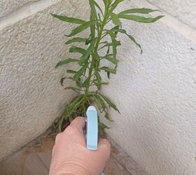 This DIY weed killer is effective, easy to make, and chemical-free