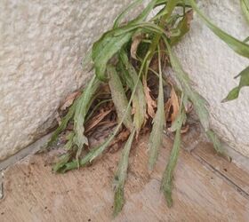 Save money and your soil with this quick outdoor project Watch as the weeds begin to wilt and die after just a few hours of the Coca Cola treatment.
