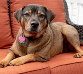 Protect Your Pet with Embrace's Top-Rated Insurance!