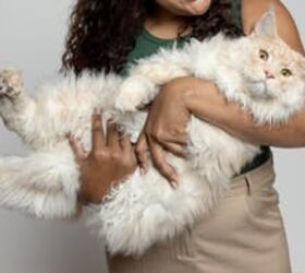 Protect Your Pet with Embrace's Top-Rated Insurance!