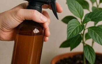 Cinnamon Spray for Moldy Leaves and Soil: An Easy DIY Plant Care Hack