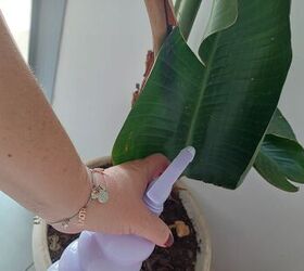 Learn how to fight plant fungus with common household ingredients