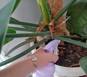 Protect your plants from harmful fungi using baking soda and Listerine