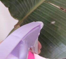 Say goodbye to plant mold with this easy DIY anti-fungal treatment