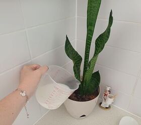 Is Milk Good for Plants? Here’s Why Your Garden Will Love It!