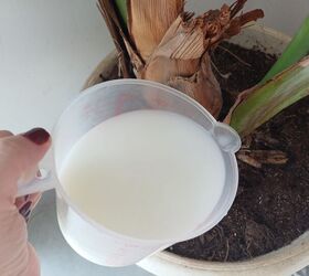 Learn the benefits of milk for plants and how to use milk sprays to promote healthy plant growth