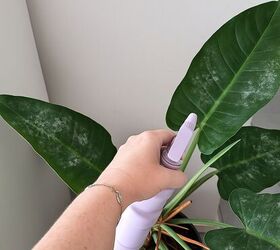 Fight white powder spots on leaves with a milk spray solution