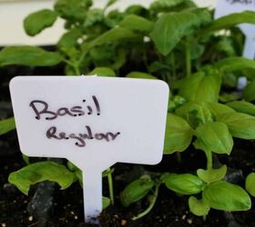 best lighting solutions to start seeds indoors