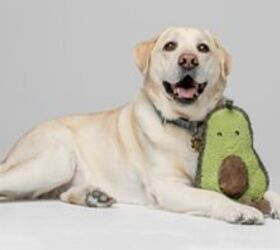 Protect Your Pet with Embrace's Top-Rated Insurance!