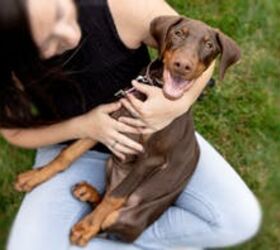 Protect Your Pet with Embrace's Top-Rated Insurance!