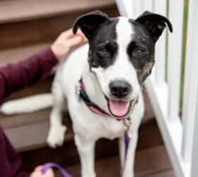 Protect Your Pet with Embrace's Top-Rated Insurance!