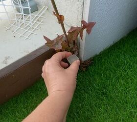 Ice vinegar cubes target weeds without harming surrounding plants