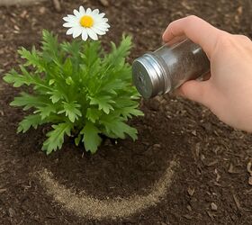 the surprising way black pepper protects your plants from pests, How to stop squirrels and ants with this simple kitchen spice