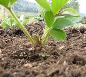 This is the secret to growing HUGE strawberries at home