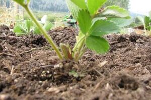 This is the secret to growing HUGE strawberries at home