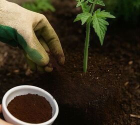Let the nutrients soak in with a quick watering