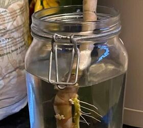 Here's why you should fill a jar with water for your houseplants today