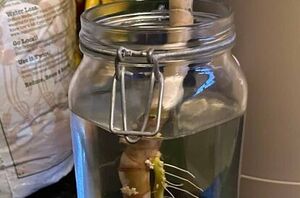 Here's why you should fill a jar with water for your houseplants today