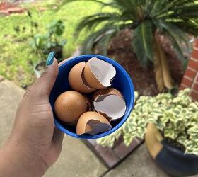 Save your shells! Dry and crush them for garden pest control