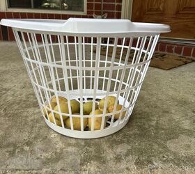 Banana peels, baking soda, and a laundry basket full of spuds