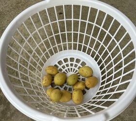 Growing potatoes in a laundry basket
