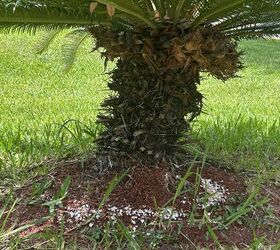 Form a protective circle—slugs won’t cross 