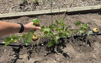 Get Rid of Garden Pests With Castile Soap