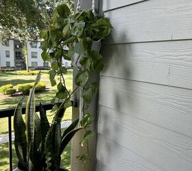 How to Propagate Pothos in a Ziplock Bag (Plus Another Genius Twist)
