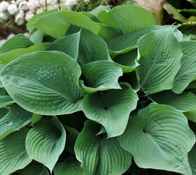 The summer idea that Hosta lovers will either adore or abhor