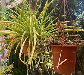 Even cuter beside its fellow plants!