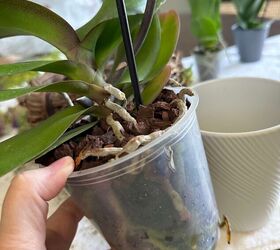 let s diy an orchid and moss basket arrangement a life unfolding, DIY basket arrangement with orchids and moss