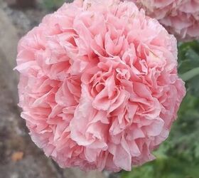 These may look like everyone's favorite flower, but they're much more controversial