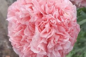 These may look like everyone's favorite flower, but they're much more controversial