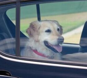 Why Do 19 U.S. States Let People Leave Their Dogs Locked Alone in Parked Cars, Even During the Summer?