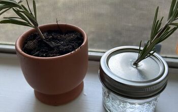 How to Propagate Rosemary: A Foolproof DIY Guide