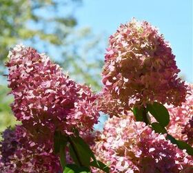 Celebrate the beauty of fall with this gorgeous hydrangea centerpiece