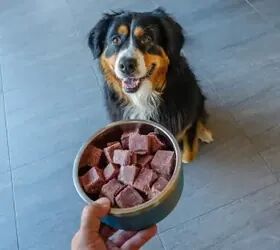 Is the Secret to Your Dog's Health and Longevity Hiding in Their Bowl?